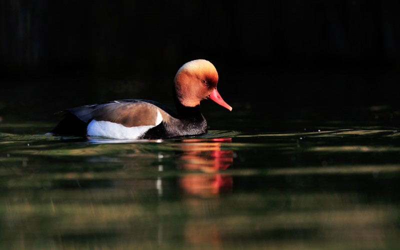 Nette rousse