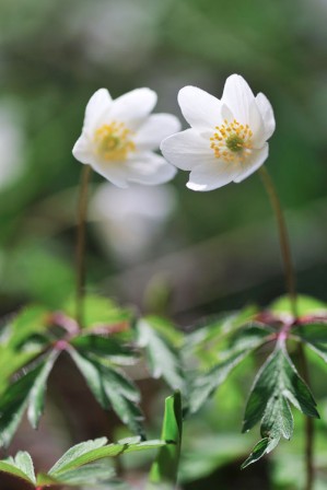 La flore sylvestre yverdonnoise, en fleurs au mois de mars