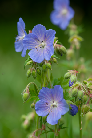 Flore sylvestre de la région yverdonnoise,  en fleurs au mois de juin