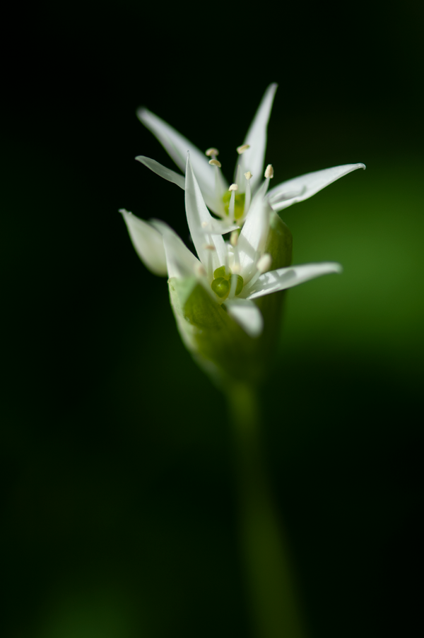 La flore sylvestre yverdonnoise, en fleurs au mois d'avril | Cosny