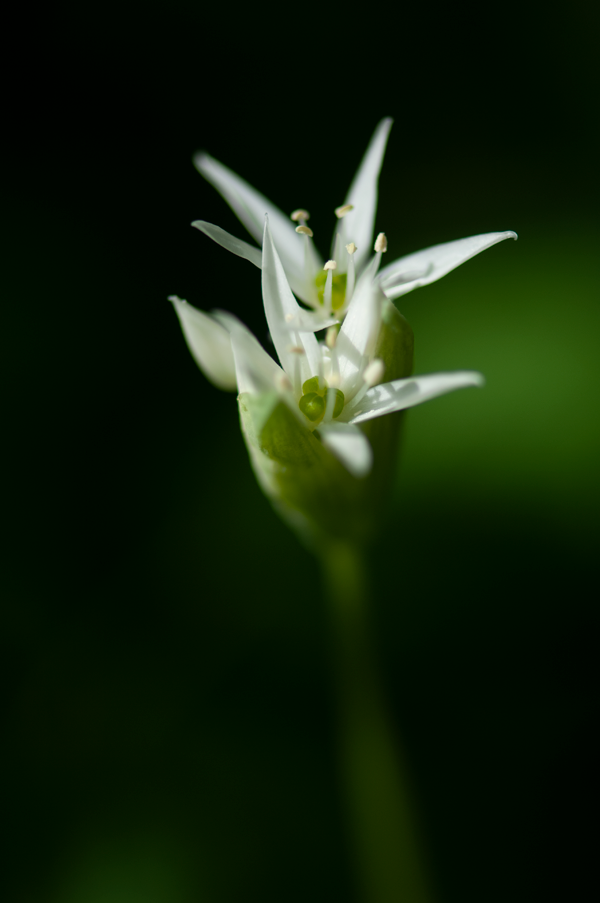 Flore sylvestre de la région yverdonnoise, en fleurs au mois de mai | Cosny