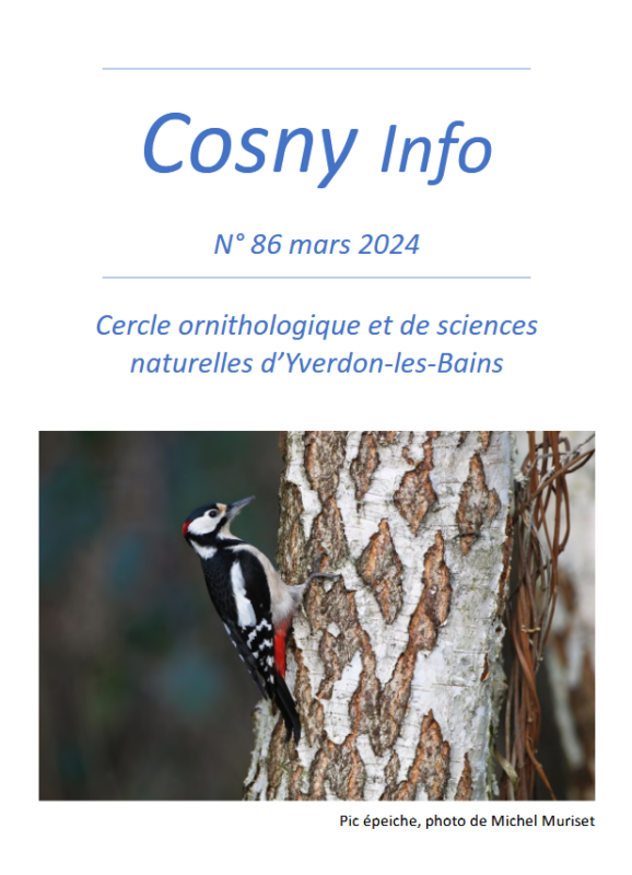 Couverture bulletin 86 du cosny printemps 2024. Pic-épeiche qui grimpe un bouleau