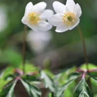 La flore sylvestre yverdonnoise, en fleurs au mois de mars