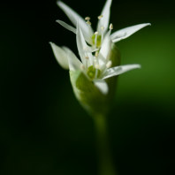 La flore sylvestre yverdonnoise, en fleurs au mois d’avril