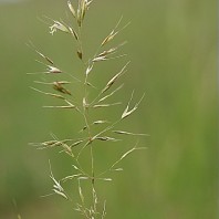 Principales graminées de la région yverdonnoise en fleurs au mois de mai