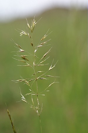 Principales graminées de la région yverdonnoise en fleurs au mois de mai