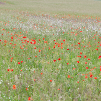 Principales graminées de la région yverdonnoise En fleurs au mois de juin