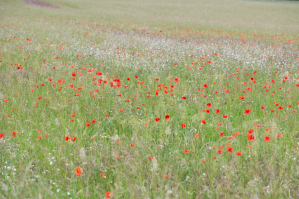 Principales graminées de la région yverdonnoise En fleurs au mois de juin