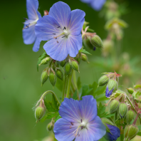 Flore sylvestre de la région yverdonnoise,  en fleurs au mois de juin