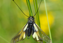 Ascalaphe soufré