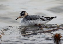 Phalarope à bec large