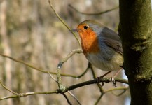 Rouge-gorge familier