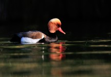 Nette rousse