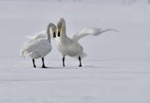 Cygne chanteur