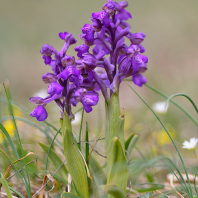 Petites réponses aux questions de botanique