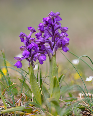 Petites réponses aux questions de botanique